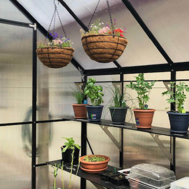 Black framed polycarbonate greenhouse with staging shelves and hanging baskets full of flowers.