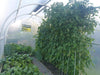 Duratough Tunnel House interior with large tall tomato plants growing showing height ca[ability. 