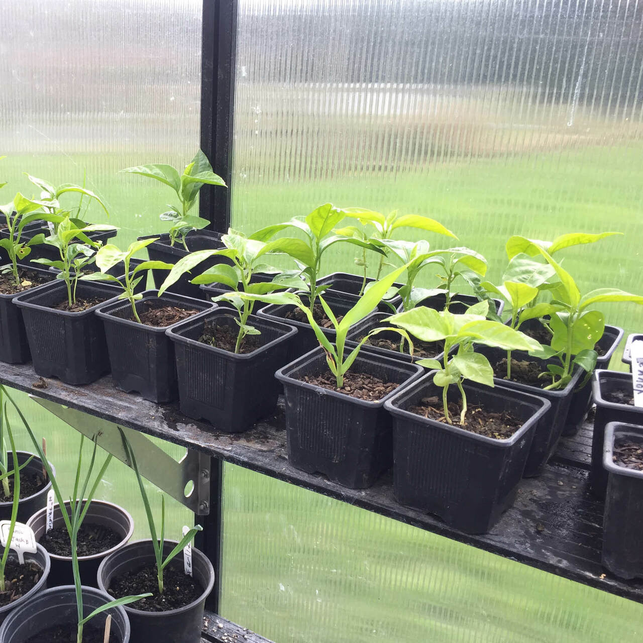Black framed polycarbonate greenhouse with green seedlings growing in square black pots in a row. 